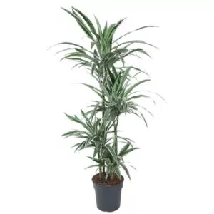 Dit is de Dracaena Warneckei