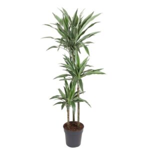 Dit is de Dracaena Warneckei