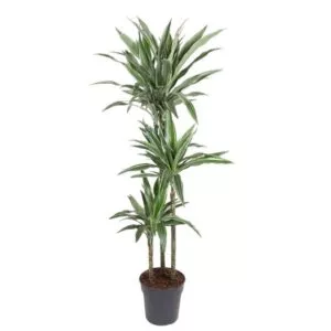 Dit is de Dracaena Warneckei