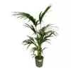 Kentia Palm (Howea Forsteriana)
