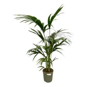 Kentia Palm (Howea Forsteriana)