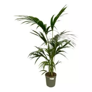 Kentia Palm (Howea Forsteriana)