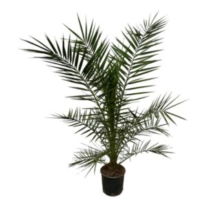 Canarische dadelpalm (Phoenix Canariensis) - 160 cm - Ø22 cm