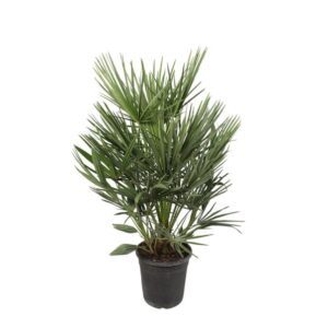Chamaerops Humilis - 100cm - ø21 cm
