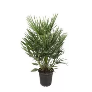 Chamaerops Humilis - 100cm - ø21 cm