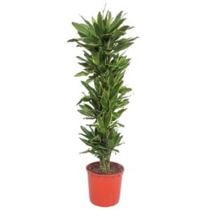 Dit is een Dracaena Golden Coast