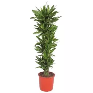 Dit is een Dracaena Golden Coast