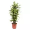 Dracaena Lemon Lime 150 cm ø30 cm