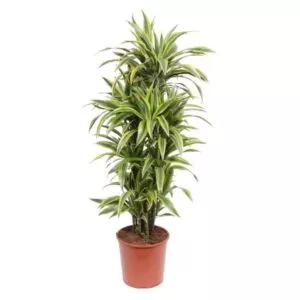 Dit gaat om de Dracaena Lemon Lime
