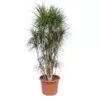 Dit is de Dracaena Marginata vertakt