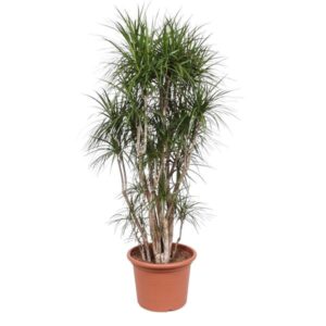 Dit is de Dracaena Marginata vertakt