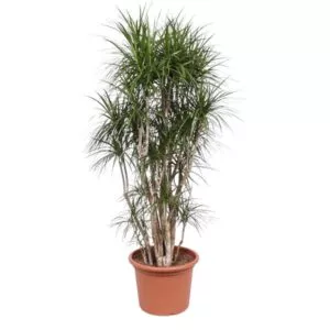 Dit is de Dracaena Marginata vertakt