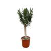 Nerium Oleander op stam met roze bloem