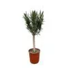 Nerium Oleander op stam met roze bloem