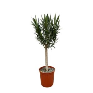 Nerium Oleander op stam met roze bloem