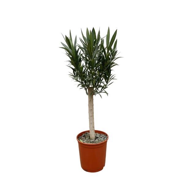 Nerium Oleander op stam met roze bloem