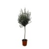 Olea Europaea op stam