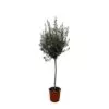 Olea Europaea op stam