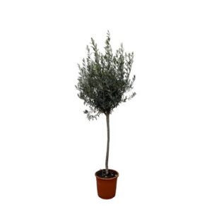 Olea Europaea op stam