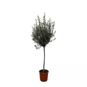 Olea Europaea op stam