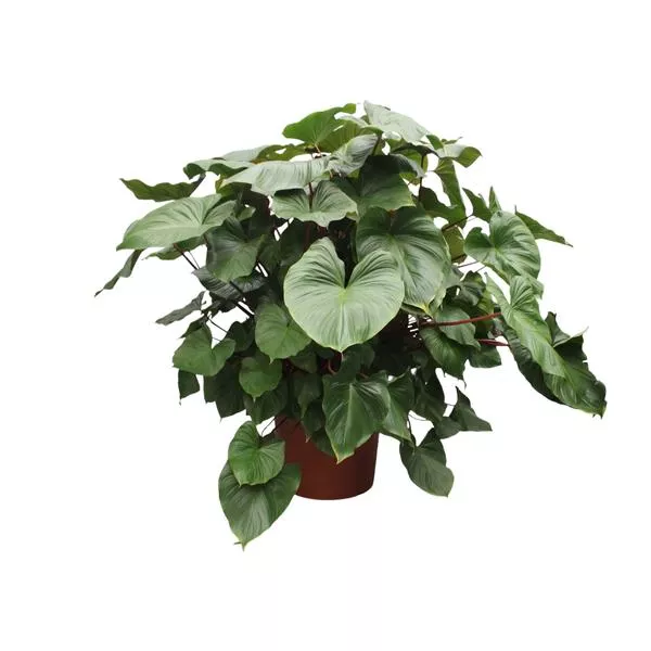Homalomena Rubescens Maggy – 170 cm – ø60 cm