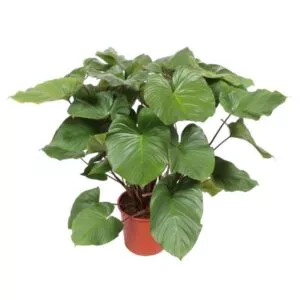 Dit is een Homalomena Rubescens Maggy