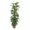 Monstera Monkey Leaf op mosstok