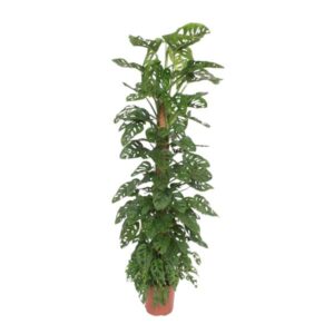 Monstera Monkey Leaf op mosstok