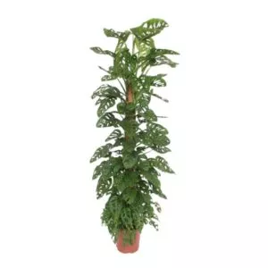 Monstera Monkey Leaf op mosstok