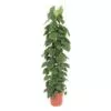 Philodendron Scandens gaasrek - 150 cm - ø27 cm