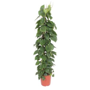 Philodendron Scandens gaasrek - 150 cm - ø27 cm