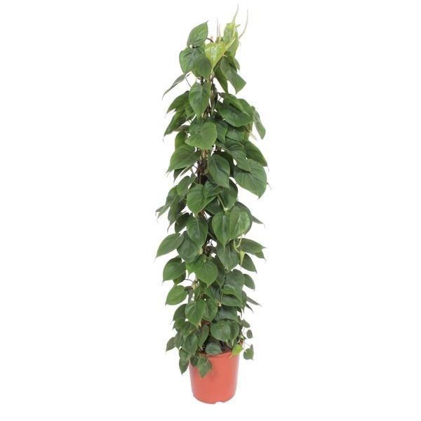 Philodendron Scandens gaasrek - 150 cm - ø27 cm