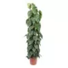 Philodendron scandens op mosstok