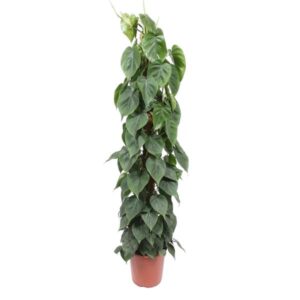 Philodendron scandens op mosstok