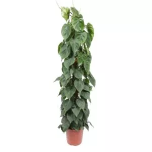 Philodendron scandens op mosstok