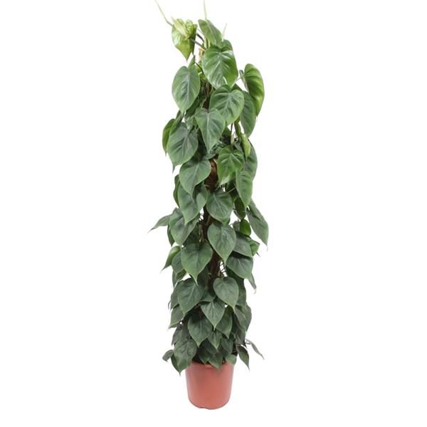 Philodendron Scandens mosstok - 150 cm - ø27 cm