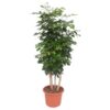 Radermachera Hainanensis - 190 cm - ø40 cm