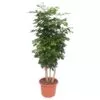 Dit is de Radermachera Hainanensis