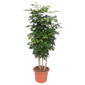 Dit is de Radermachera Hainanensis