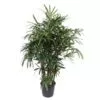 Dit gaat is de Rhapis Excela