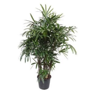 Dit gaat is de Rhapis Excela