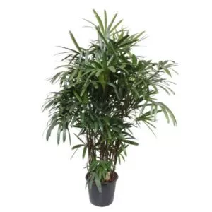 Dit gaat is de Rhapis Excela