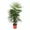 Dit is de Rhapis Excelsa
