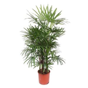Dit is de Rhapis Excelsa