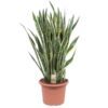 Sansevieria Laurentii - 100 cm - ø35 cm