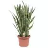 Sansevieria Laurentii