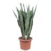 Sansevieria Zeylanica - 110 cm - ø35 cm