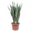 Dit is de Sansevieria Zeylenica