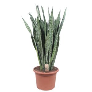 Dit is de Sansevieria Zeylenica
