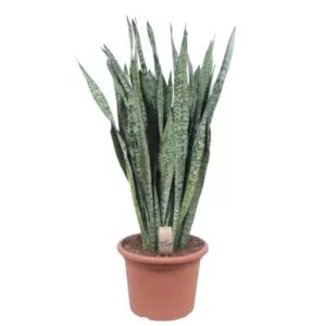 Dit is de Sansevieria Zeylenica